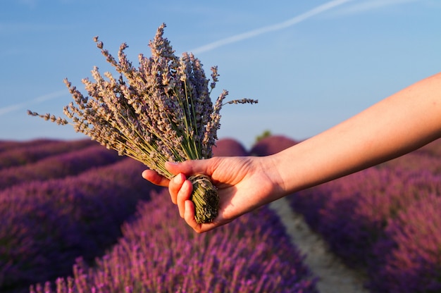 Photo fleur de lavande close-up dans un champ en provence france