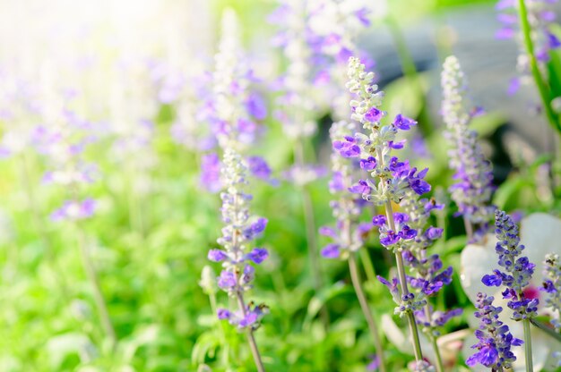 Fleur de lavande dans le jardin,