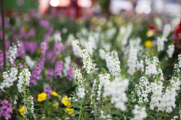 Photo fleur de lavande dans le jardin