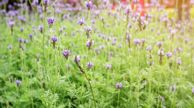 Fleur de lavande dans un jardin.