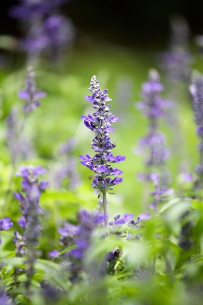 Fleur de lavande dans le jardin