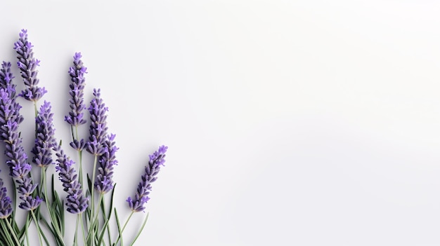 Fleur de lavande lilas avec feuilles vertes posées à plat isolées sur fond blanc