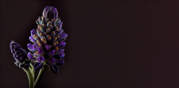 Fleur de lavande violet foncé sur fond noir
