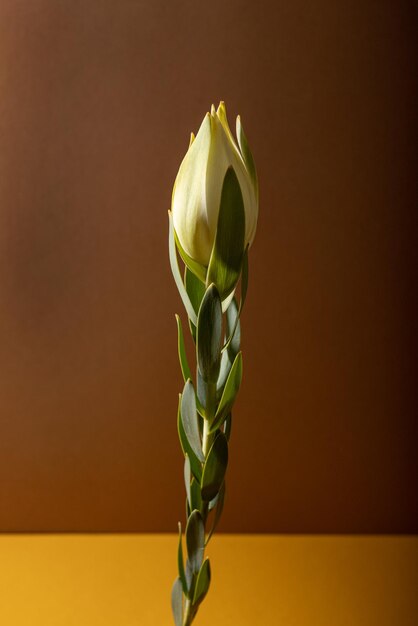 Fleur de leucadendron fraîchement coupée sur fond marron vue macro fleur nature morte