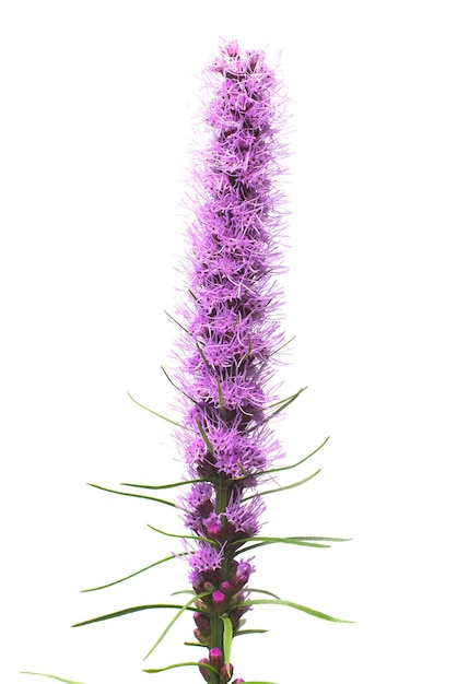 Fleur de Liatris isolé sur fond blanc. Floraison. Mise à plat, vue de dessus