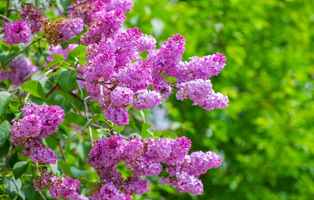 Fleur de lilas au printemps