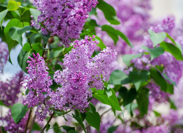 Fleur de lilas au printemps