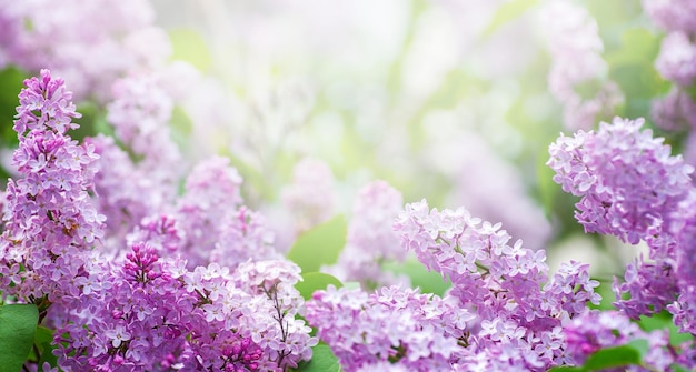 Fleur de lilas au printemps