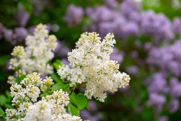 Fleur de lilas blanc dans le jardin