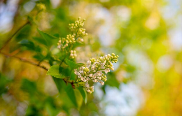 fleur de lilas blanc