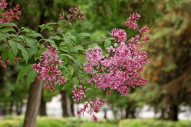 Fleur lilas sur branche