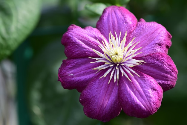 Fleur lilas sur fond de feuilles vertes