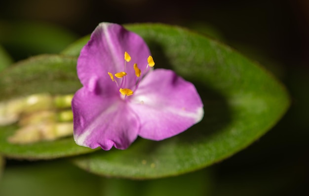 Fleur lilas petite et belle fleur lilas dans un jardin au Brésil mise au point sélective