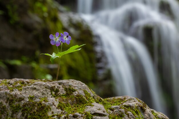 Fleur de lilas poussant seule sur les rochers