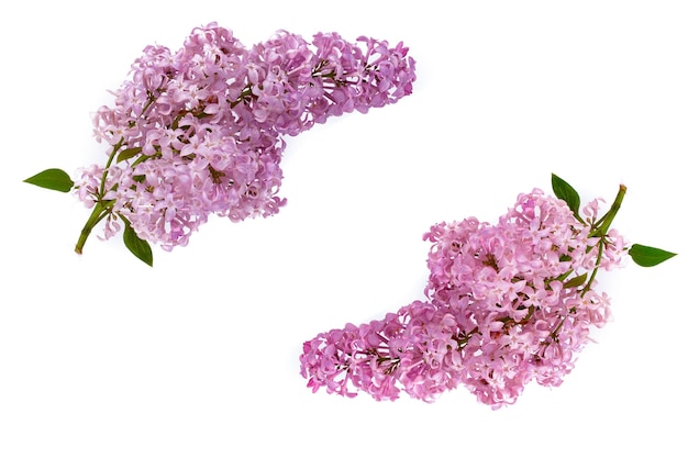 Fleur de lilas Syringa vulgaris sur fond blanc