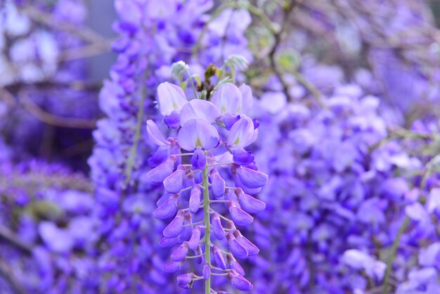 Fleur de lilas