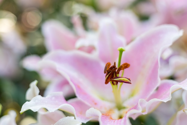 Fleur de Lilly dans le jardin.