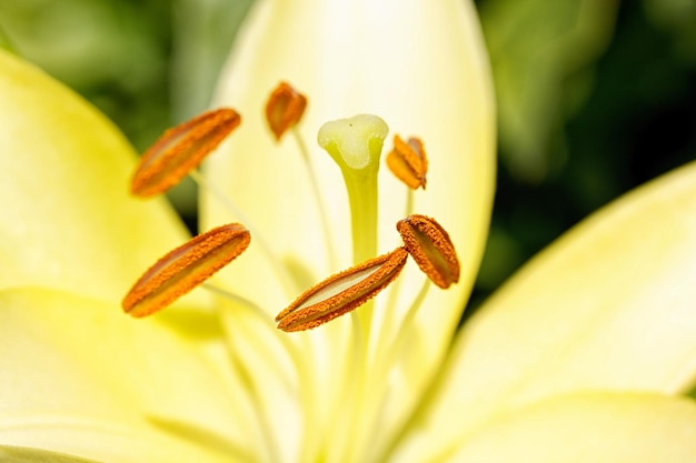 La fleur de lily