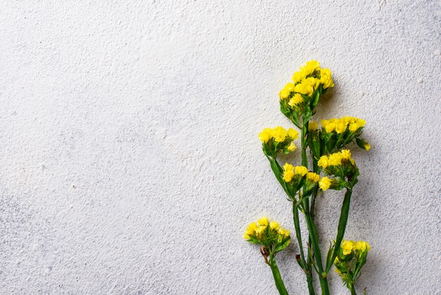 Fleur de limonium jaune sur blanc