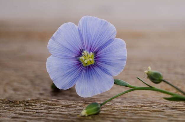 Fleur de lin de beauté