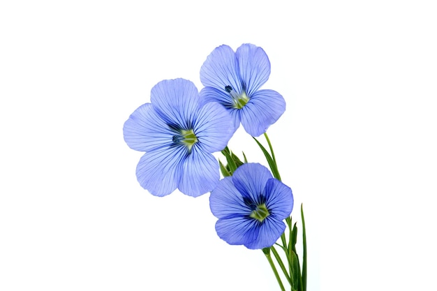 Fleur de lin commun bleu vibrant en gros plan