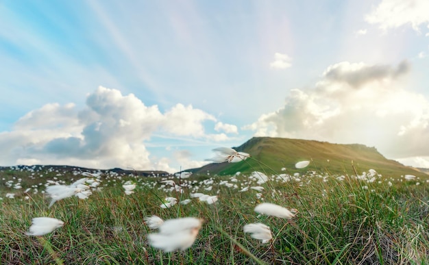 Une fleur de linaigrette au soleil dans Peak District