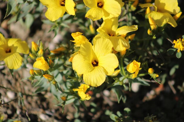 Photo fleur de linum grandiflorum de couleur jaune