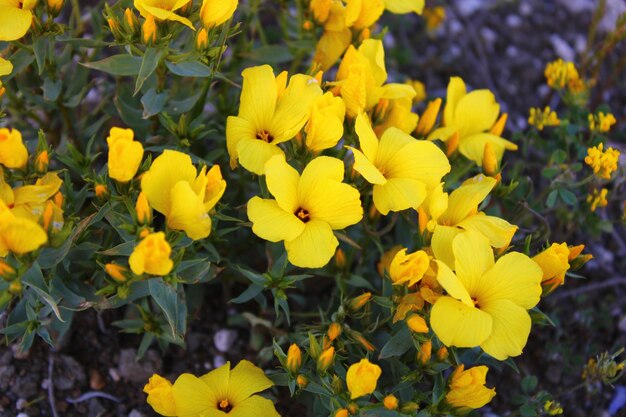 Photo fleur de linum grandiflorum de couleur jaune