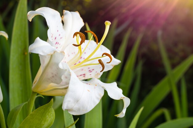 La fleur d'un lis blanc qui pousse dans un jardin d'été.