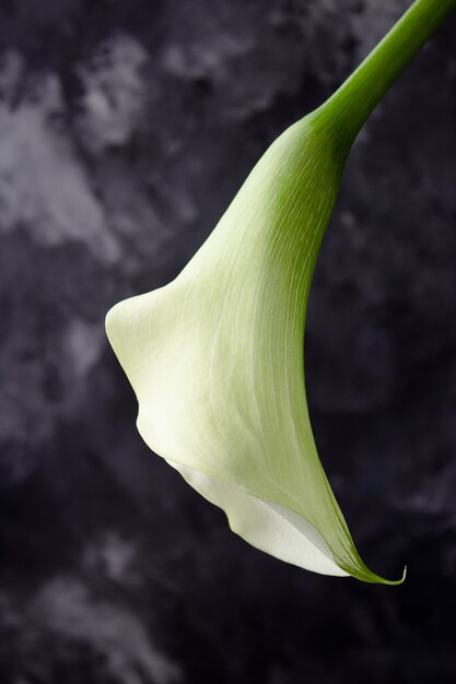 Fleur de lis calla sur un mur sombre