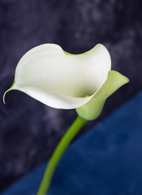 Photo fleur de lis calla sur un mur sombre