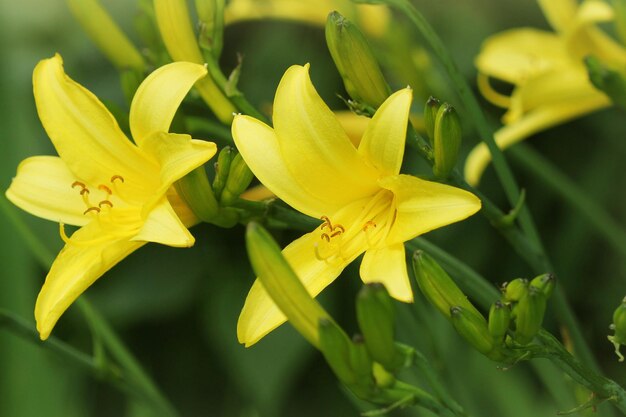 Fleur de lis jaune ou Hemerocallis en fleurs