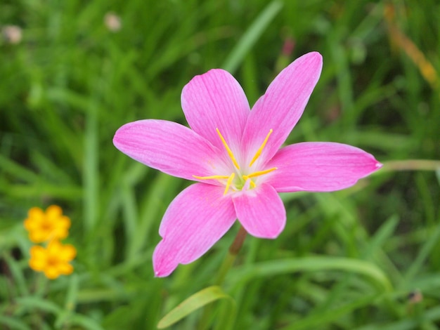 La Fleur De Lis De Pluie Pourpre En Thaïlande