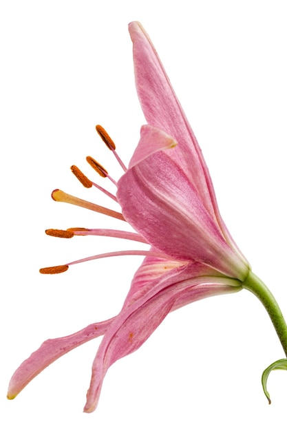 La fleur d'un lis rose isolée sur un fond blanc