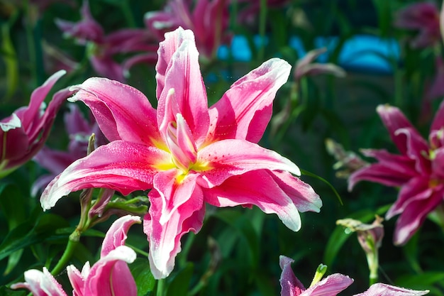 Fleur de lis rose.