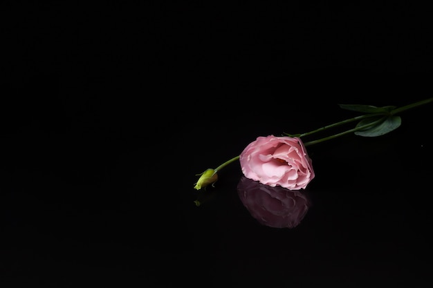 Une fleur de lisianthus ou d'eustoma rose avec un reflet