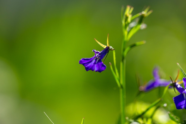 Fleur de lobelia pourpre en fleurs sur fond vert lors d'une macro-photographie de jour d'été ensoleillé