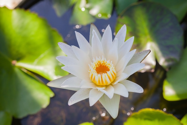 Fleur de lotus blanc beau lotus.