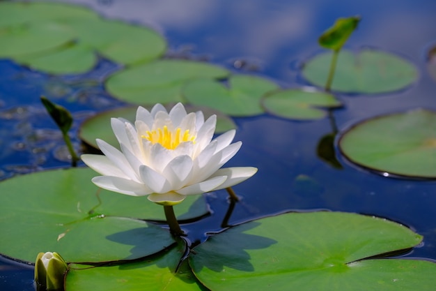 La fleur de lotus blanc dans le magnifique lac