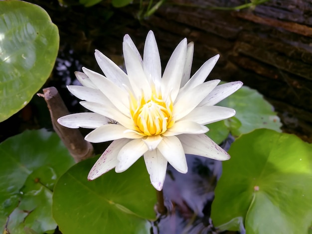 fleur de lotus blanc qui fleurit dans une piscine le matin jour de soleil.