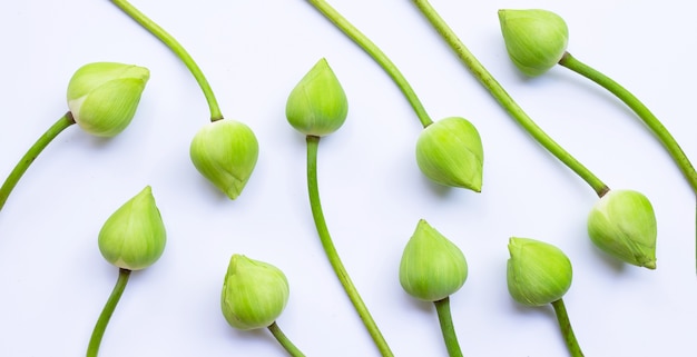 Fleur de lotus sur blanc