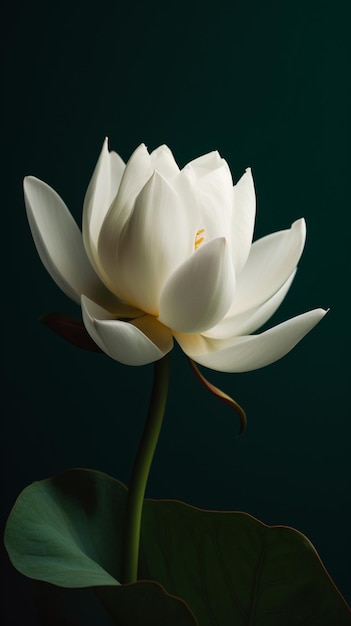 Une fleur de lotus blanche avec une tige verte.