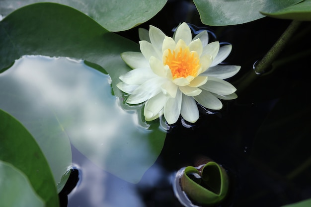 Photo fleur de lotus blanche