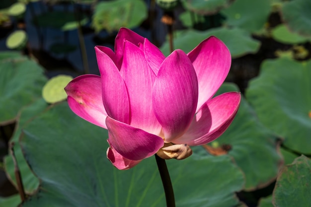 Photo fleur de lotus dans un étang de lotus sauvage avec des feuilles vertes