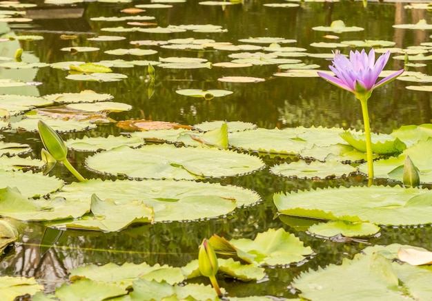 fleur de lotus dans l&#39;étang de la ville