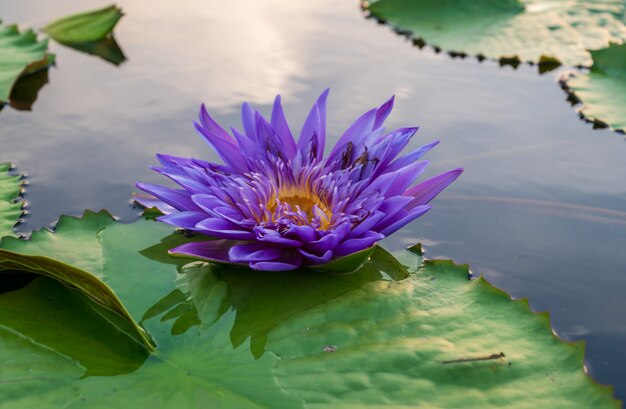 Fleur De Lotus Dans L'étang.