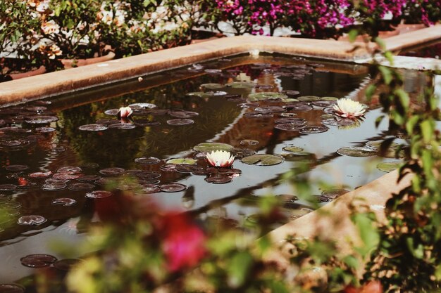 Photo fleur de lotus dans un étang