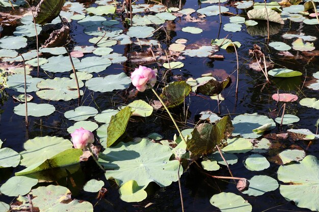 Fleur de Lotus dans l&#39;étang