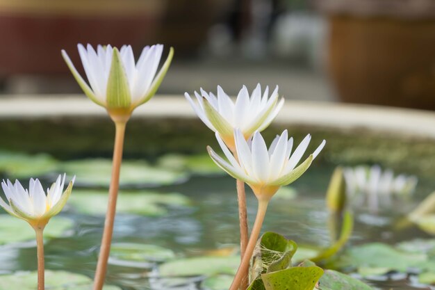 Fleur de lotus dans l&#39;étang