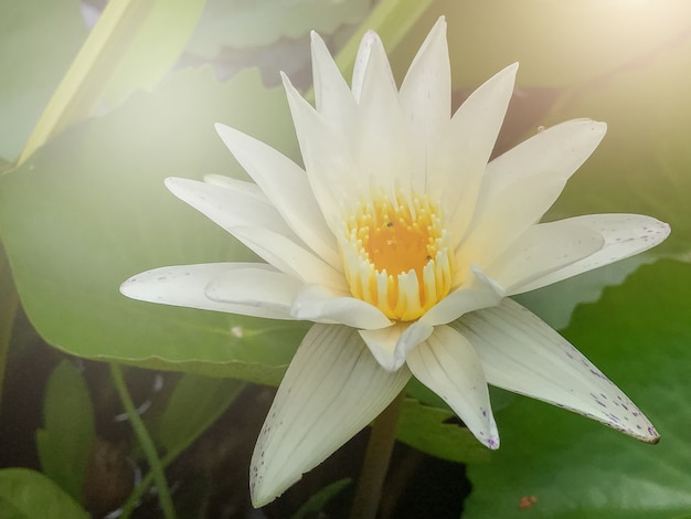 Fleur de lotus dans le fond de la piscine